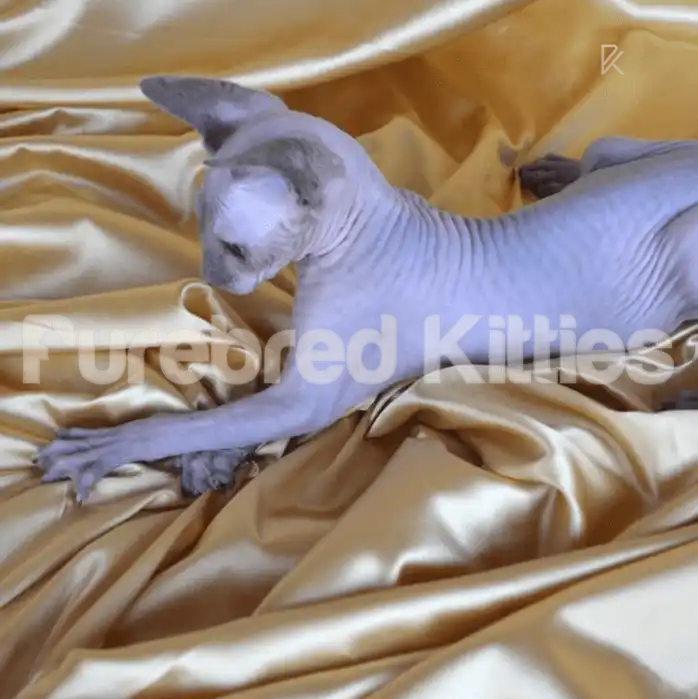 Markis Male Sphynx Kitten | 2.5 Months Old | Available for