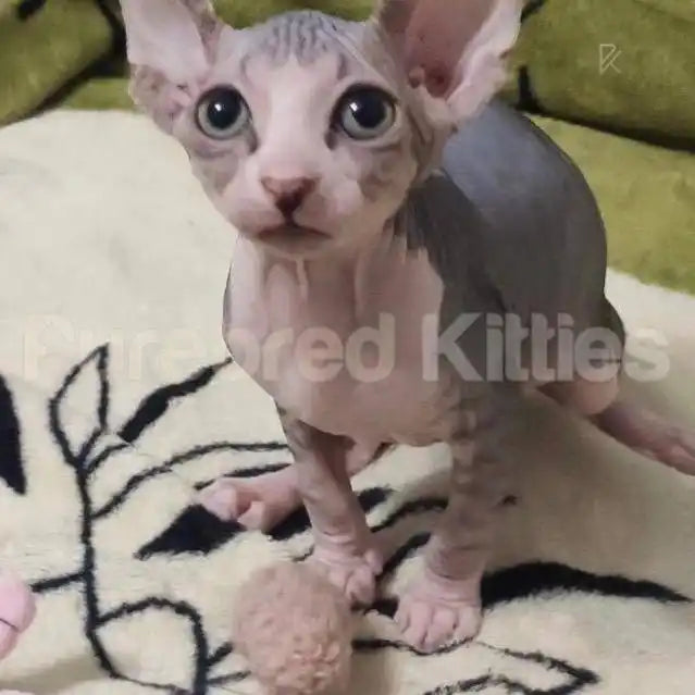 Marta Female Sphynx Kitten | 3 Months Old | Available for
