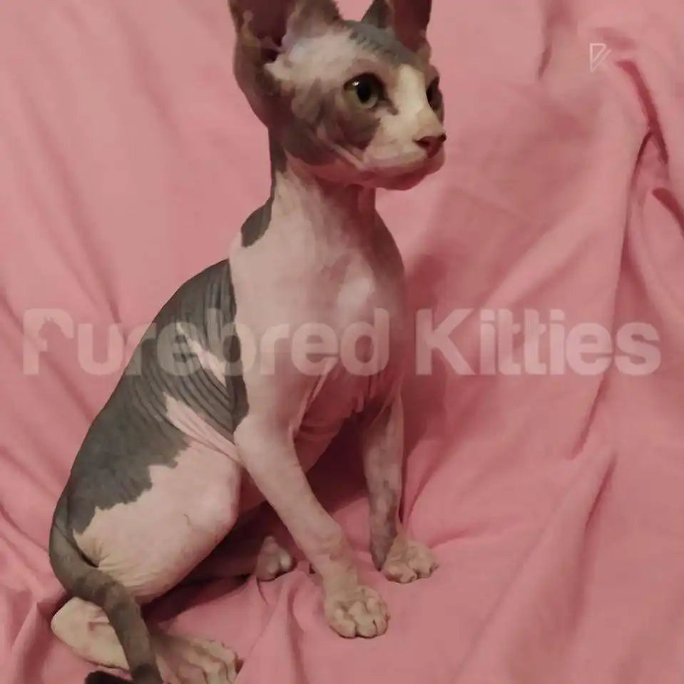 Marty Male Sphynx Kitten | 3 Month Old | Available for Pick