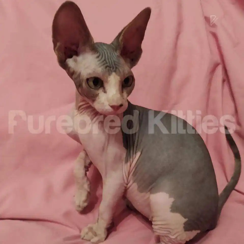 Marty Male Sphynx Kitten | 3 Month Old | Available for Pick