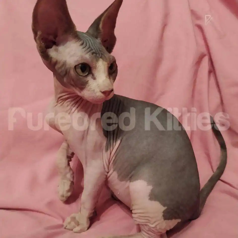Marty Male Sphynx Kitten | 3 Month Old | Available for Pick