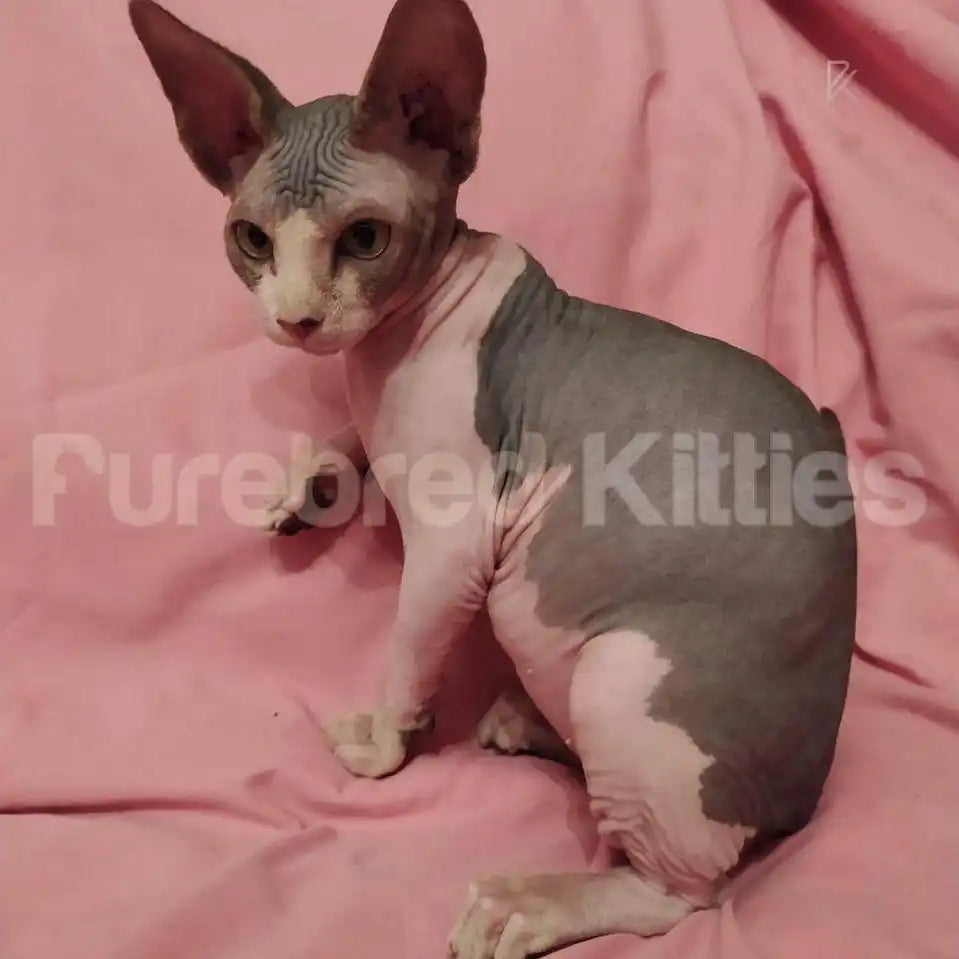Marty Male Sphynx Kitten | 3 Month Old | Available for Pick