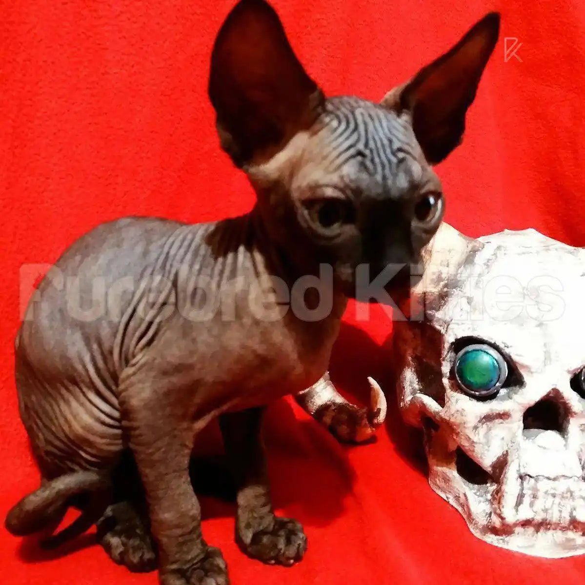 Merlin Male Sphynx Kitten | 3.5 Months Old | Available for