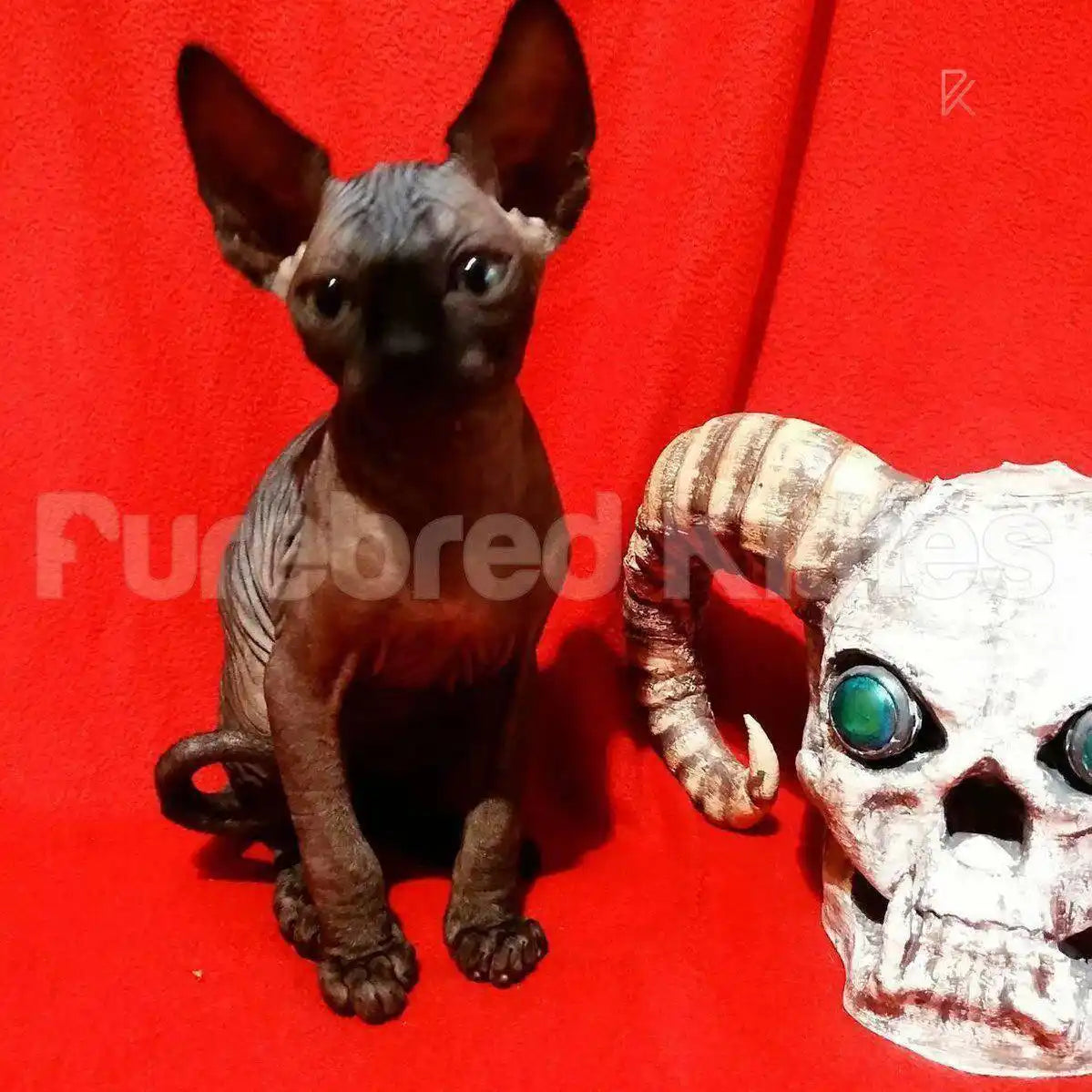 Merlin Male Sphynx Kitten | 3.5 Months Old | Available for