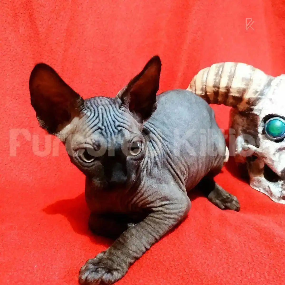 Merlin Male Sphynx Kitten | 3.5 Months Old | Available for