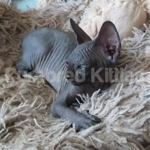 Mia Female Sphynx Kitten | 2.5 Month Old | Available for