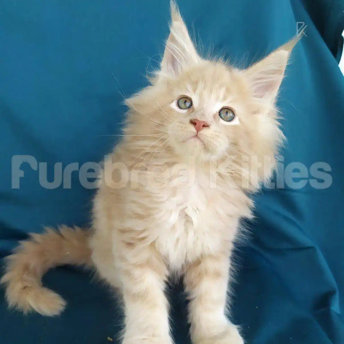 Mickey Male Maine Coon Kitten | 3 Months Old | Available for
