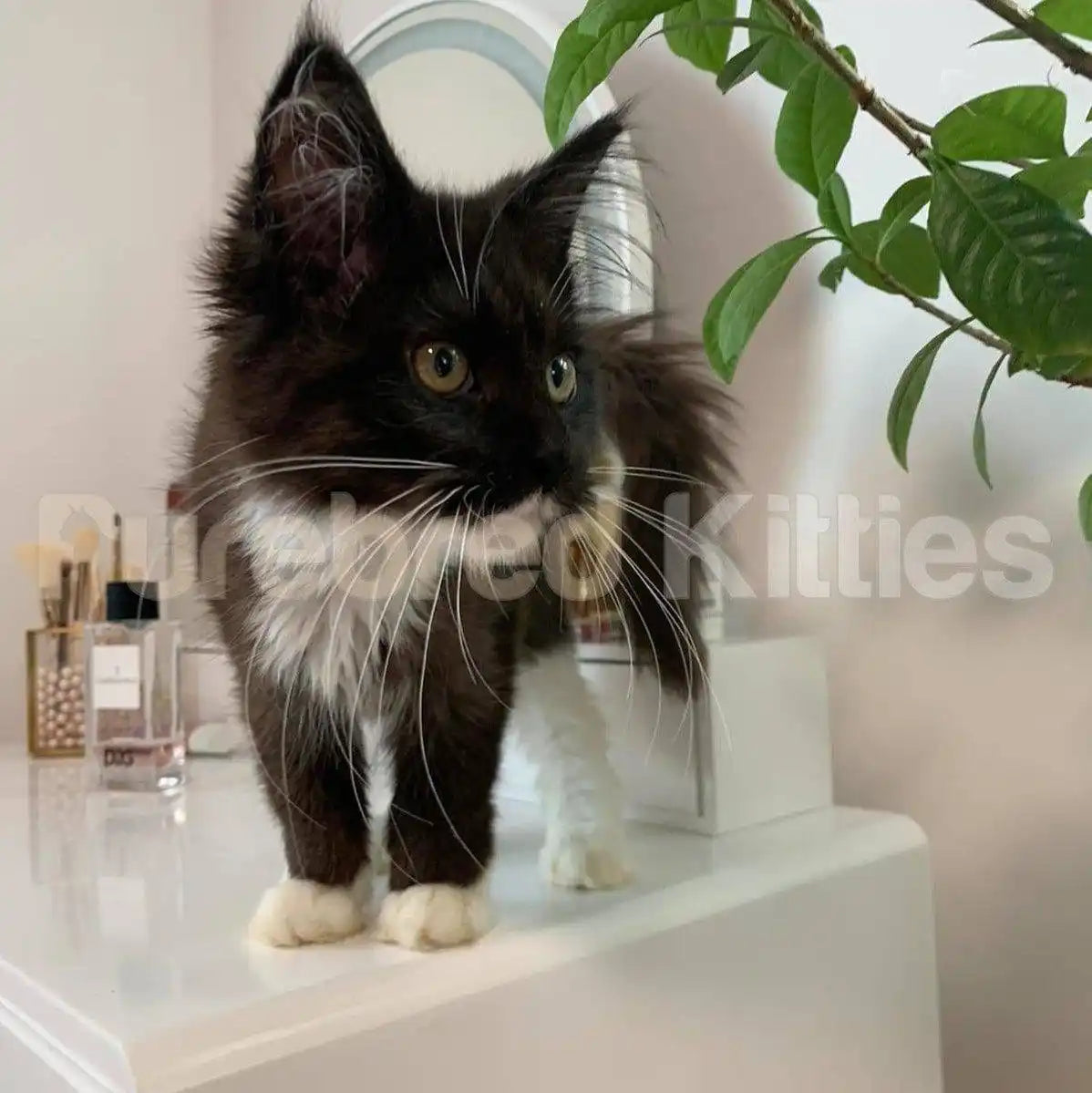 Milady Female Maine Coon Kitten | 5 Months Old | Available