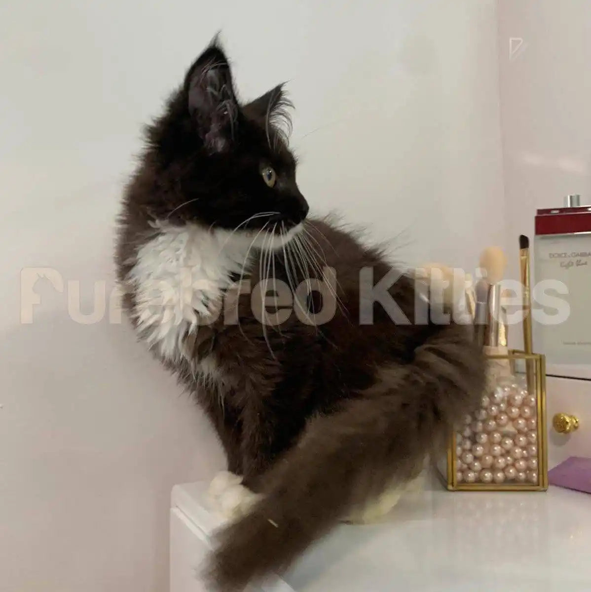 Milady Female Maine Coon Kitten | 5 Months Old | Available
