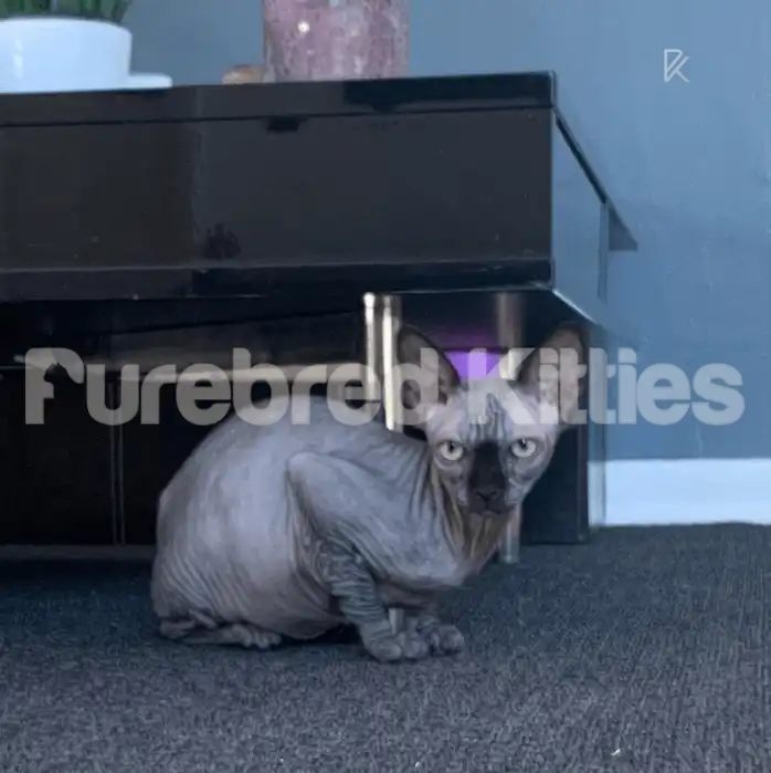 Milana Female Sphynx Kitten | 4.5 Months Old | Available for