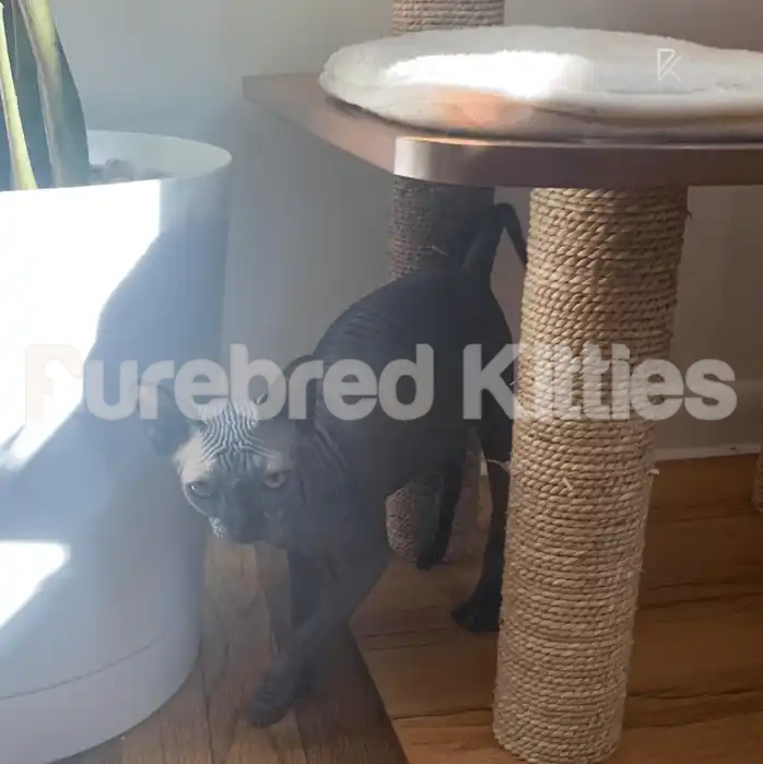 Milana Female Sphynx Kitten | 4.5 Months Old | Available for