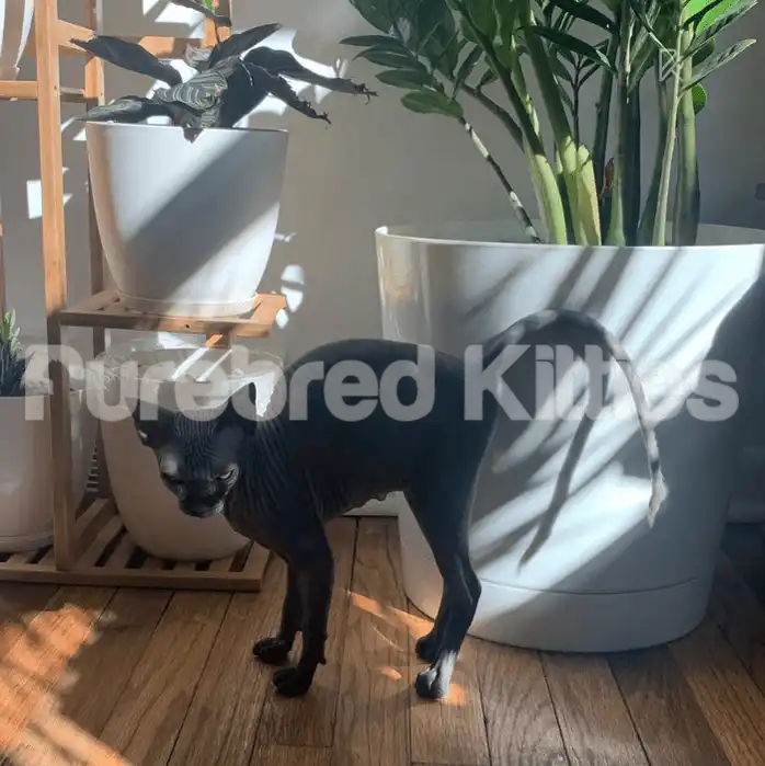 Milana Female Sphynx Kitten | 4.5 Months Old | Available for
