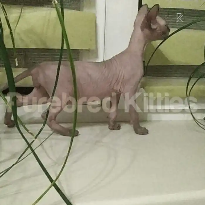 Milo Male Sphynx Kitten | 2.5 Month Old | Available for Pick