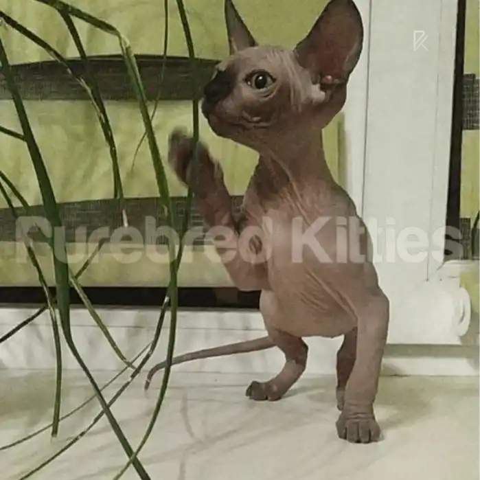 Milo Male Sphynx Kitten | 2.5 Month Old | Available for Pick