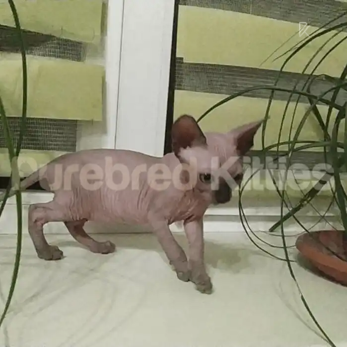 Milo Male Sphynx Kitten | 2.5 Month Old | Available for Pick
