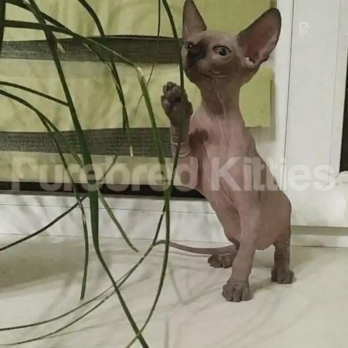Milo Male Sphynx Kitten | 2.5 Month Old | Available for Pick