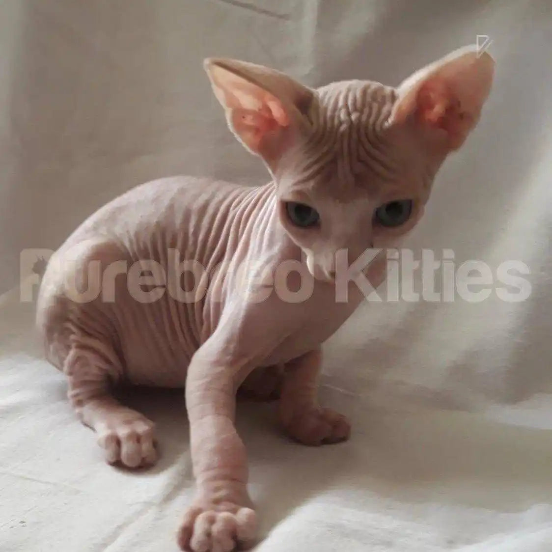 Milo Male Sphynx Kitten | 3 Months Old | Available for Pick