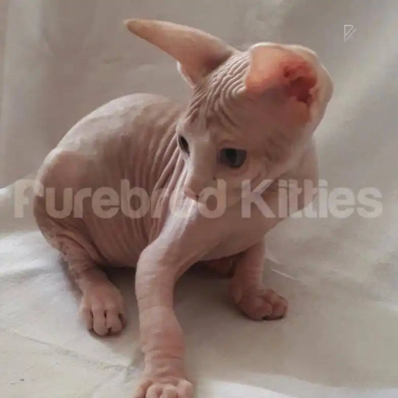 Milo Male Sphynx Kitten | 3 Months Old | Available for Pick