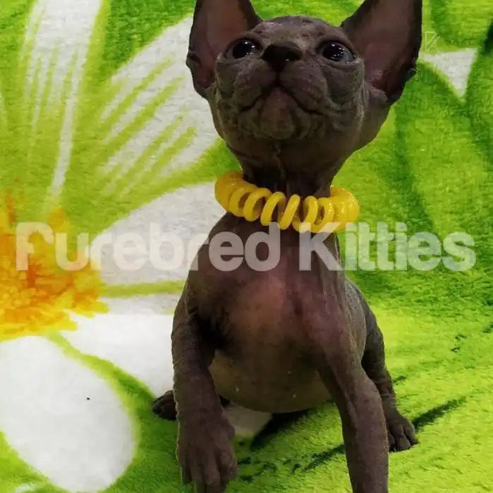 Minnie Female Sphynx Kitten | 3 Months Old | Available for