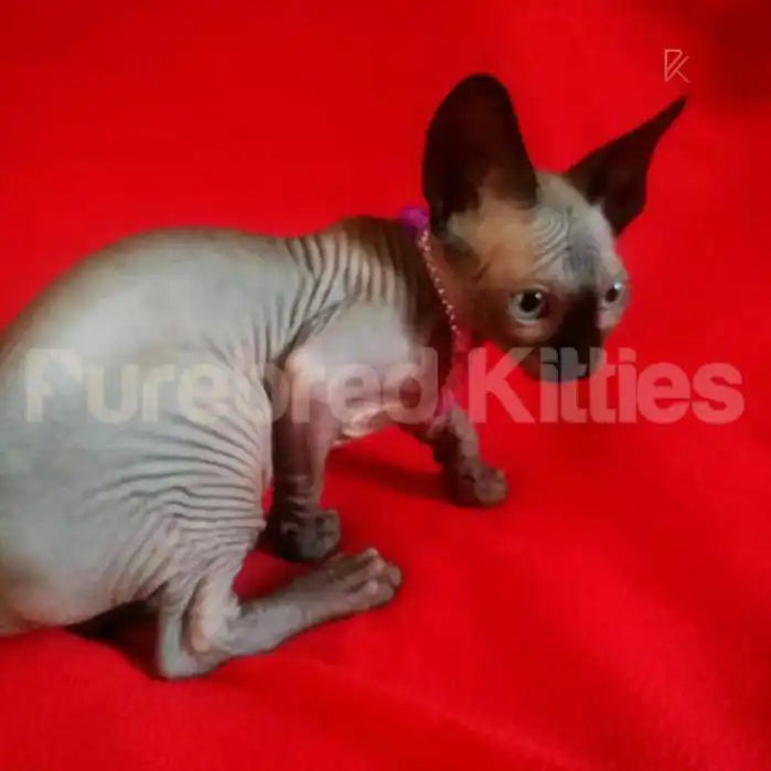 Misty Female Sphynx Kitten | 3 Months Old | Available for