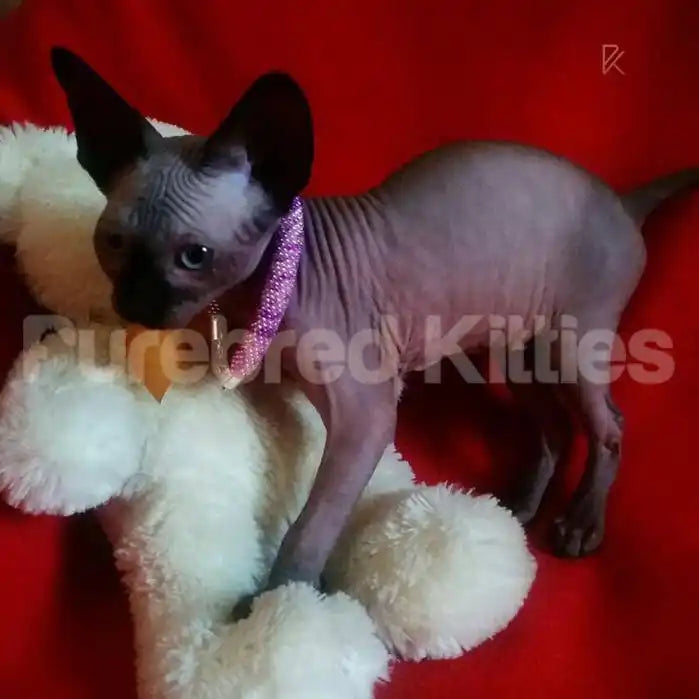 Misty Female Sphynx Kitten | 3 Months Old | Available for