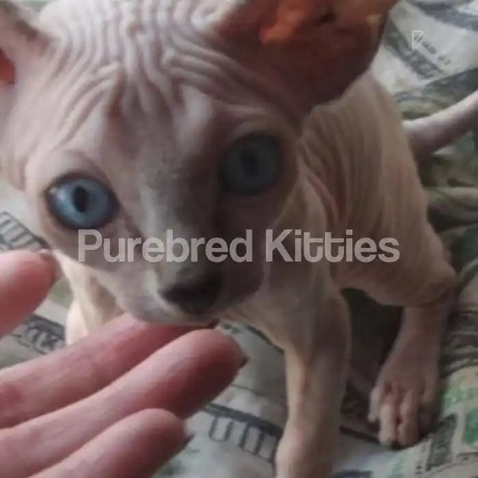 Mollie Female Sphynx Kitten | 3 Months Old | Available for