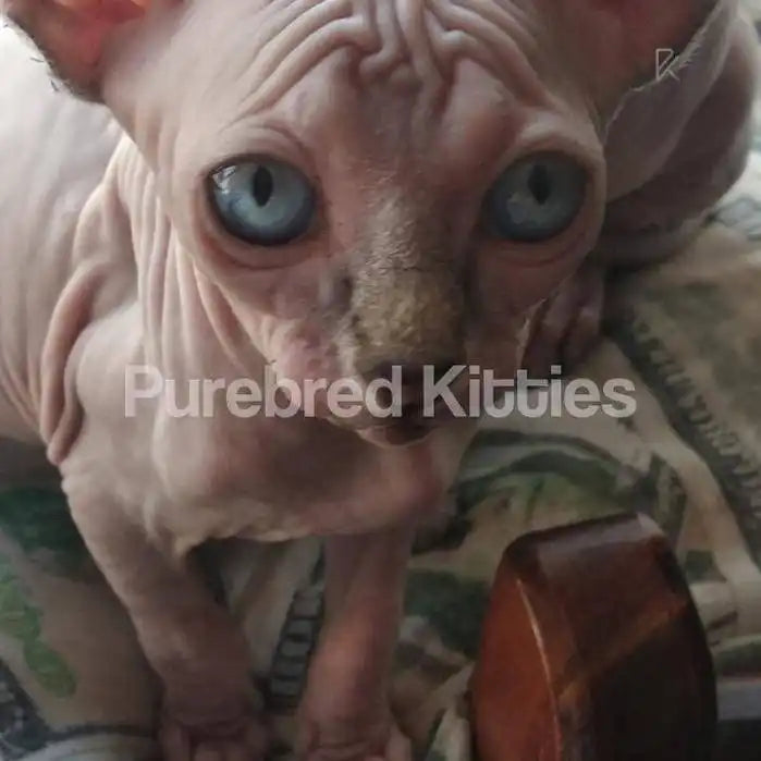Mollie Female Sphynx Kitten | 3 Months Old | Available for