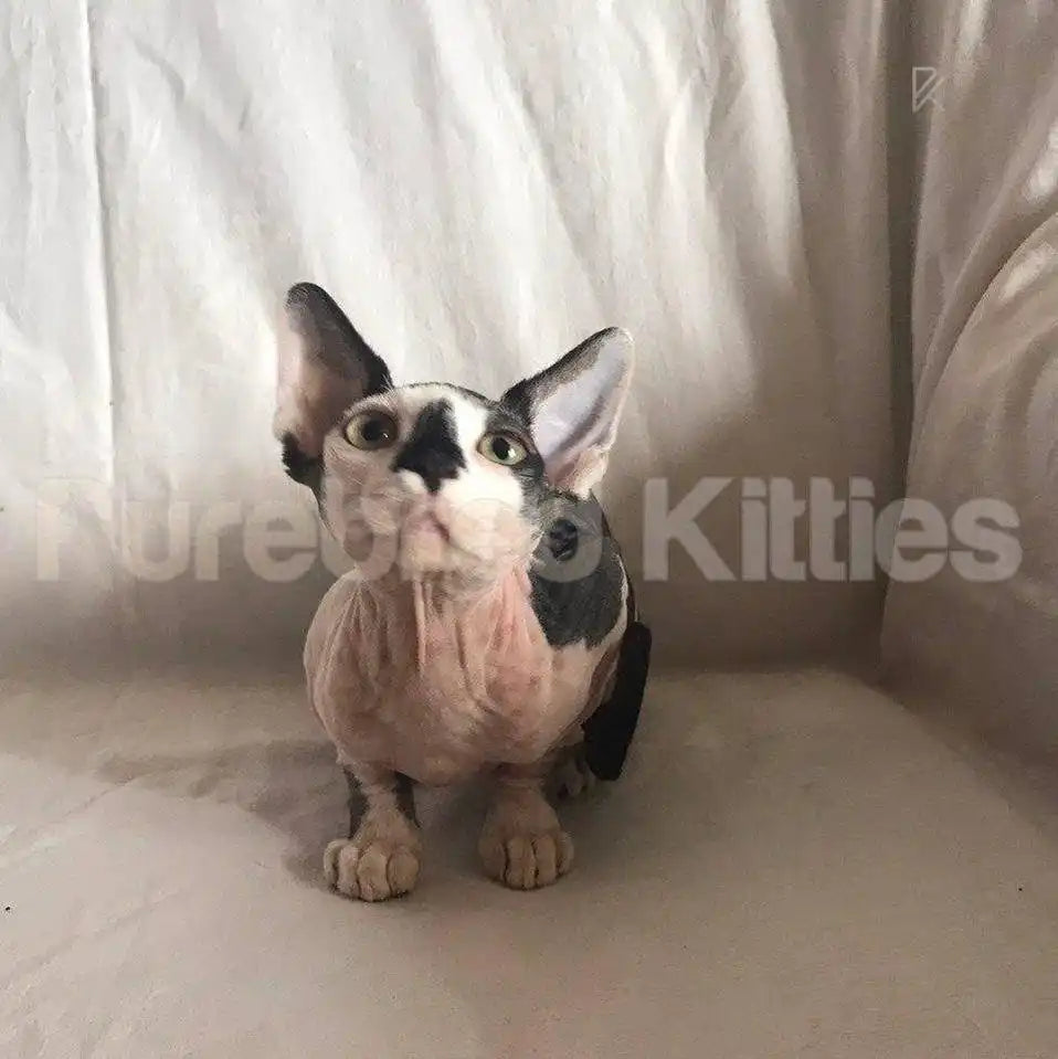 Moonlight Female Sphynx Kitten | 3 Months Old | Available
