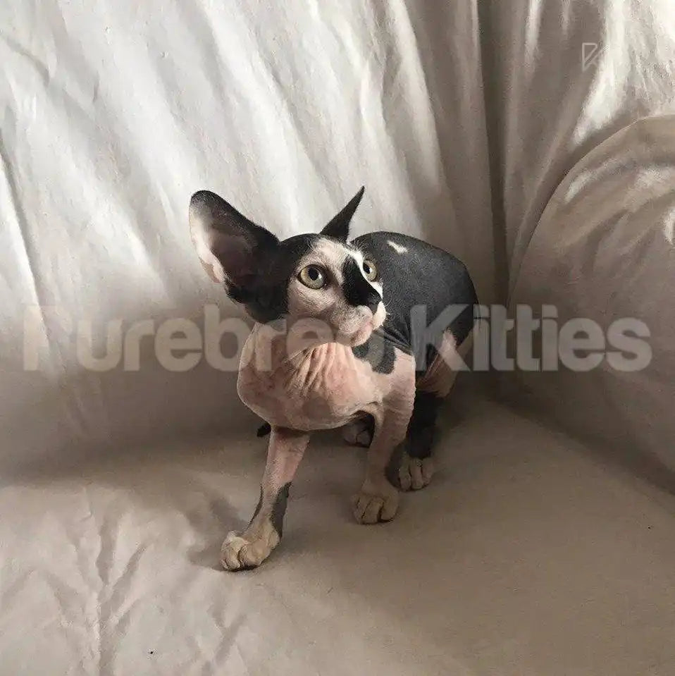 Moonlight Female Sphynx Kitten | 3 Months Old | Available