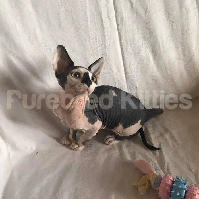 Moonlight Female Sphynx Kitten | 3 Months Old | Available