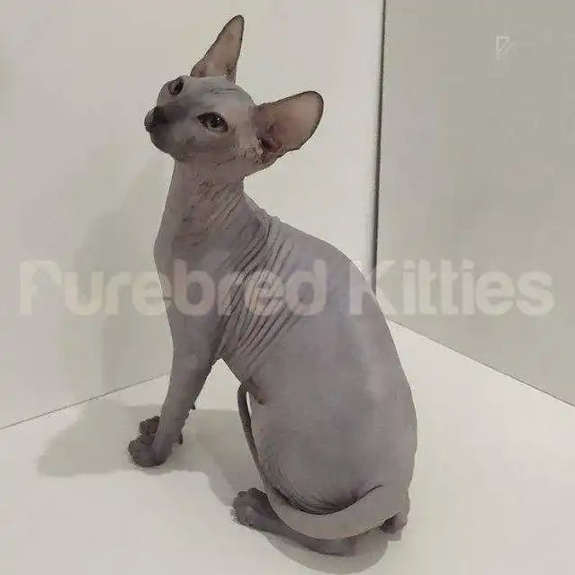 Noel Male Sphynx Kitten | 3 Month Old | Available for Pick