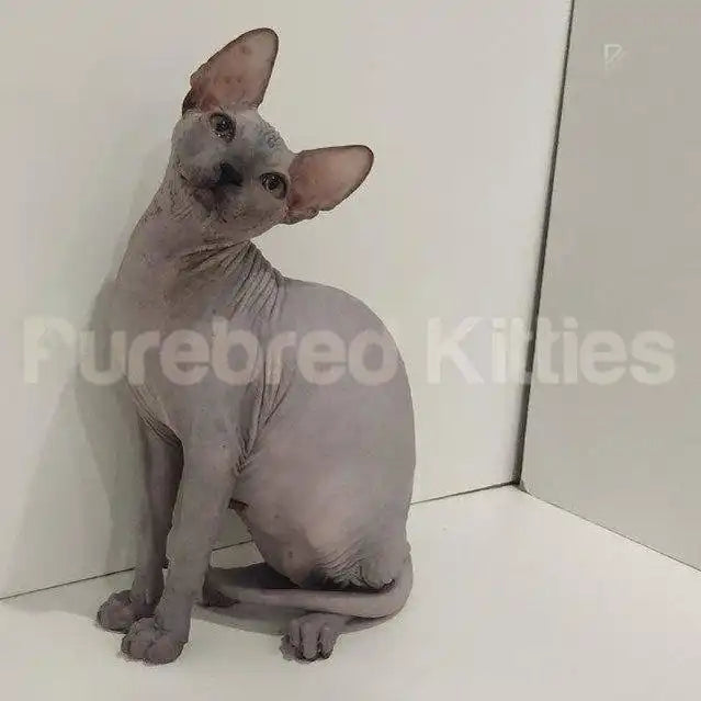 Noel Male Sphynx Kitten | 3 Month Old | Available for Pick