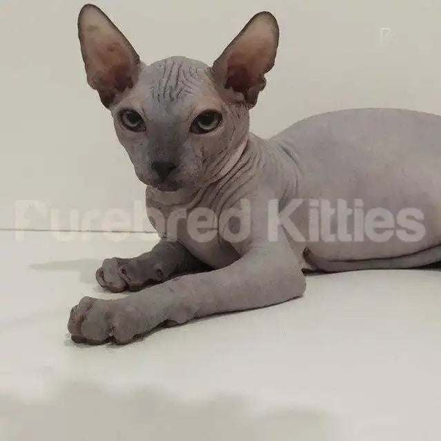 Noel Male Sphynx Kitten | 3 Month Old | Available for Pick