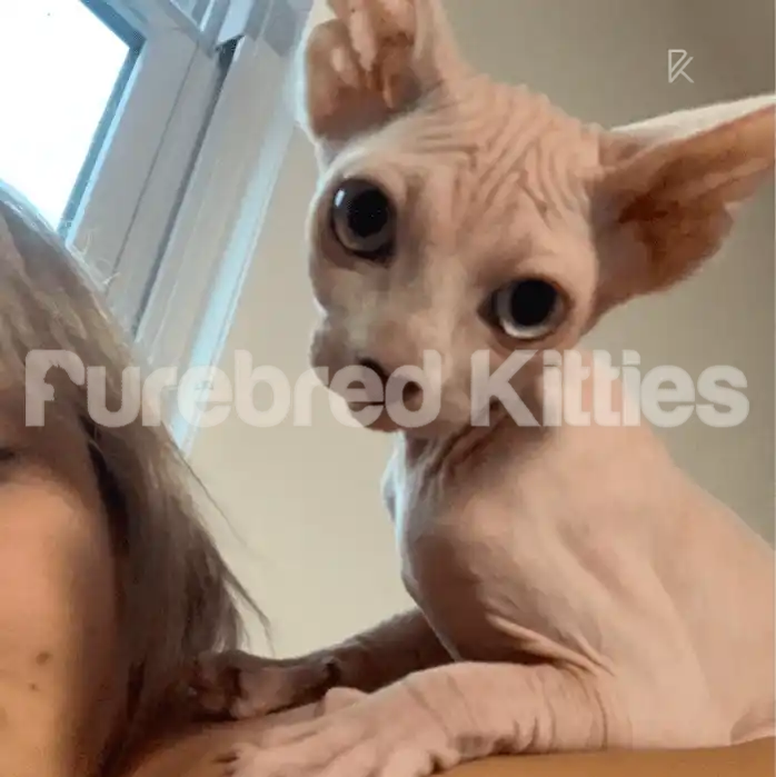 Oddy Odd Eye Female Sphynx Kitten (Deaf) | 3.5 Months Old |
