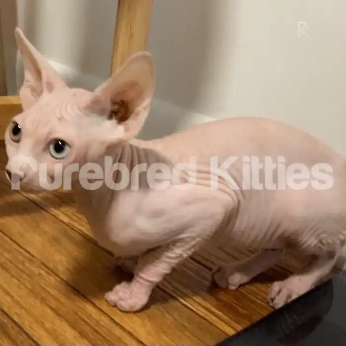 Oddy Odd Eye Female Sphynx Kitten (Deaf) | 3.5 Months Old |
