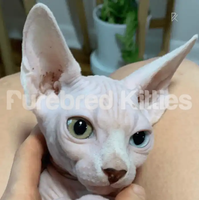 Oddy Odd Eye Female Sphynx Kitten (Deaf) | 3.5 Months Old |