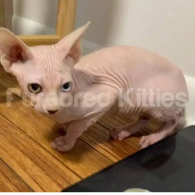 Oddy Odd Eye Female Sphynx Kitten (Deaf) | 3.5 Months Old |