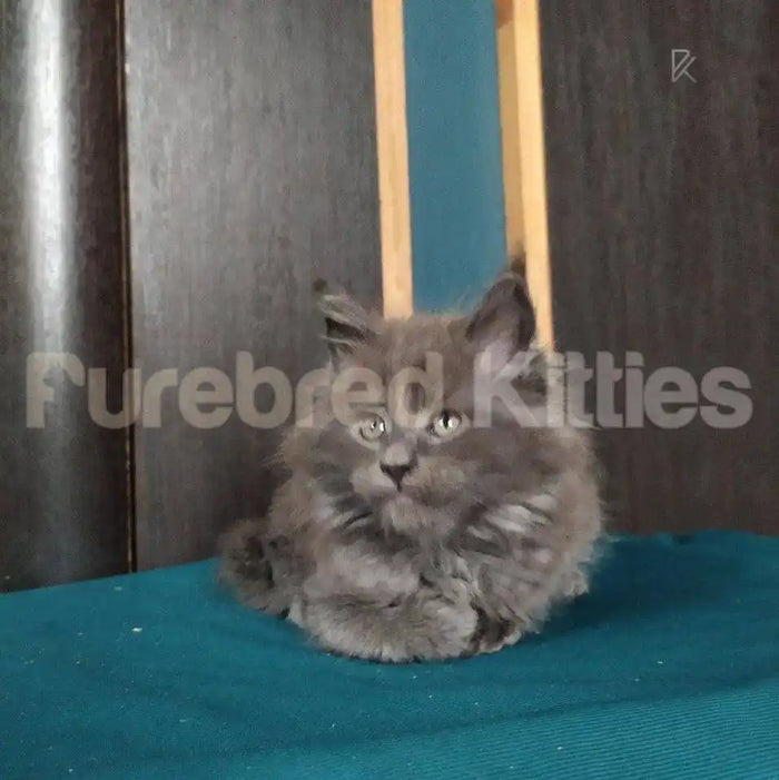 Oscar Male Maine Coon Kitten | 3 Month Old | Available for