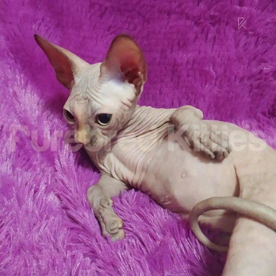 Pearl Female Sphynx Kitten | 3 Month Old | Available for