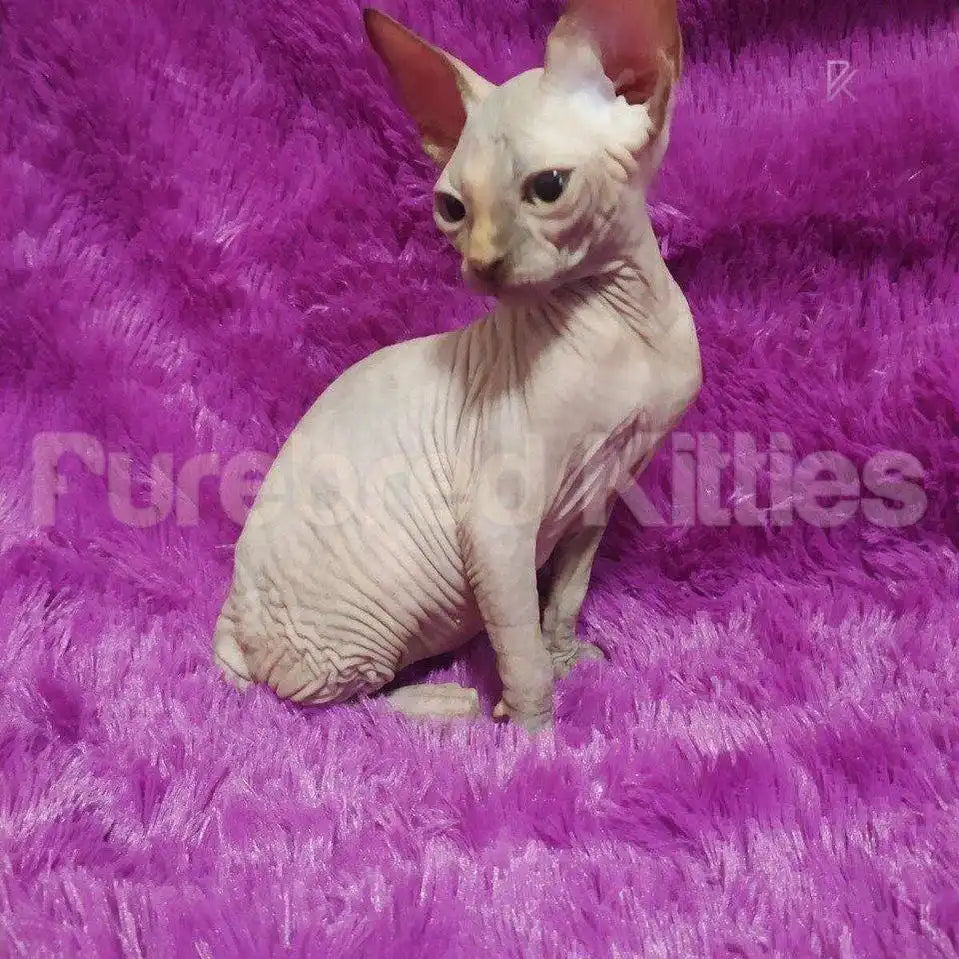 Pearl Female Sphynx Kitten | 3 Month Old | Available for
