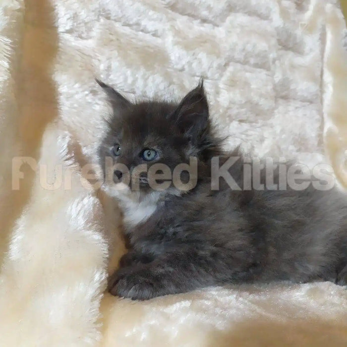 Percy Female Maine Coon Kitten | 3 Month Old | Available for