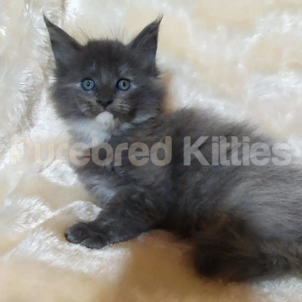 Percy Female Maine Coon Kitten | 3 Month Old | Available for