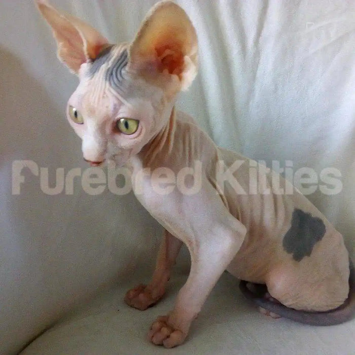 Percy Male Sphynx Kitten | 3.5 Month Old | Available for