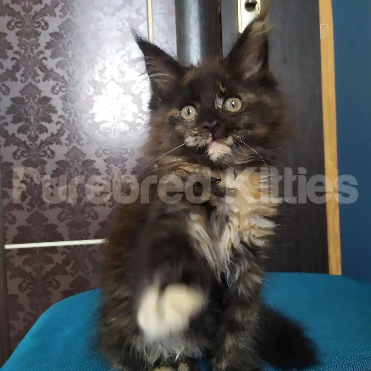Piper Female Maine Coon Kitten | 3.5 Months Old | Available