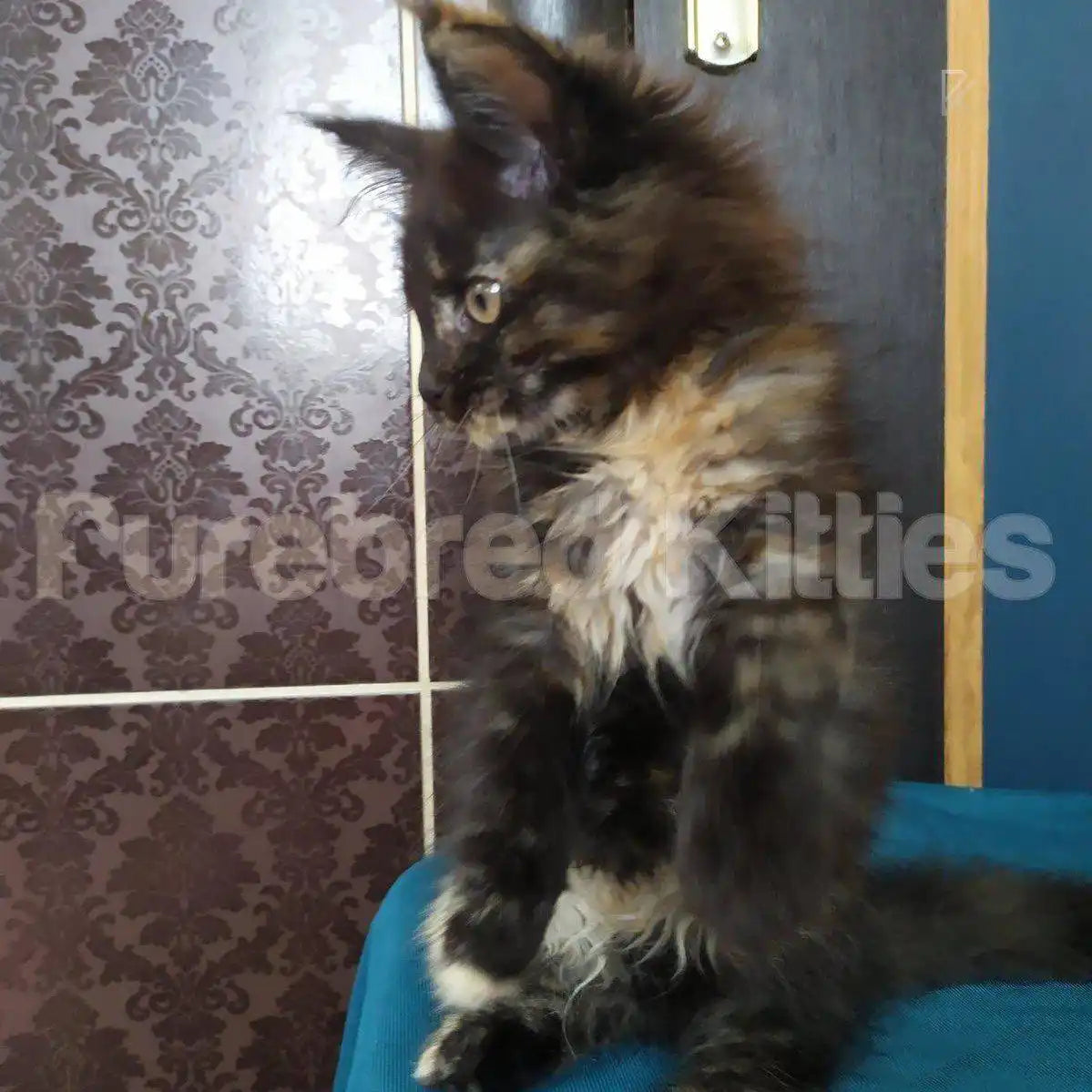 Piper Female Maine Coon Kitten | 3.5 Months Old | Available