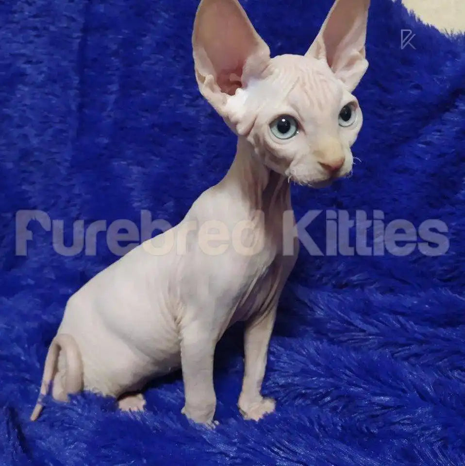 Prince Male Sphynx Kitten | 3.5 Month Old | Available for