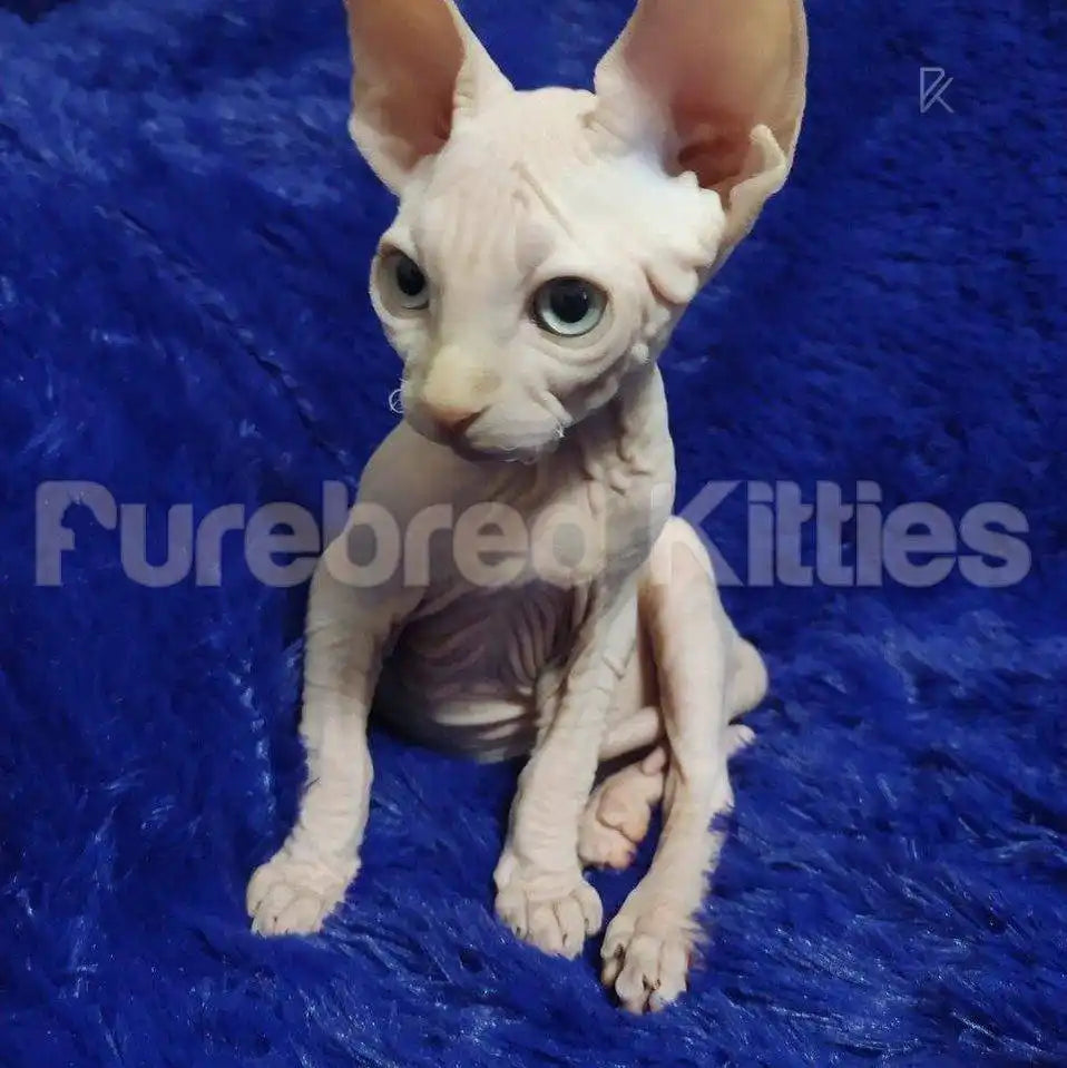Prince Male Sphynx Kitten | 3.5 Month Old | Available for