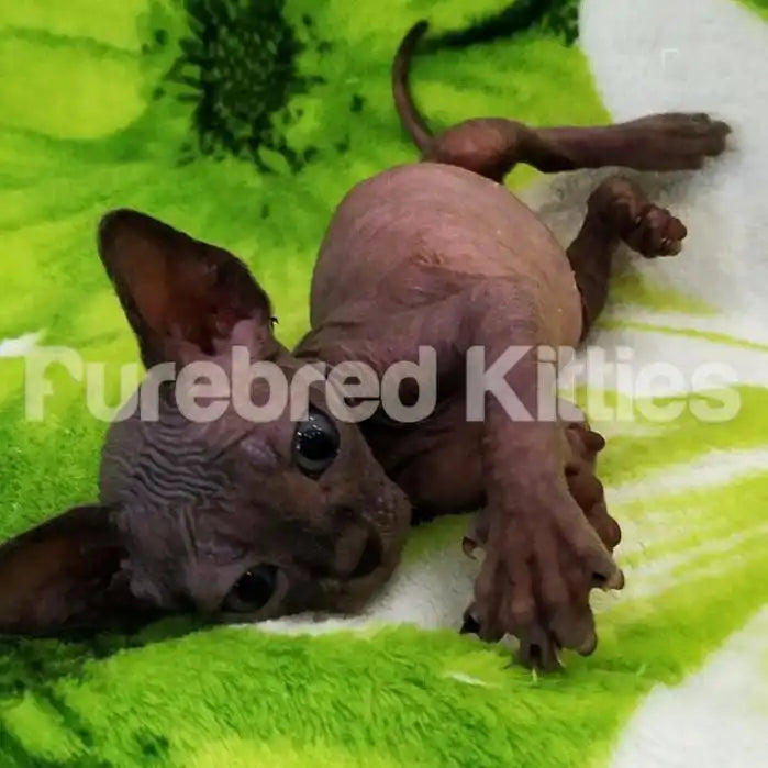Pumpkin Male Sphynx Kitten | 3 Months Old | Available for