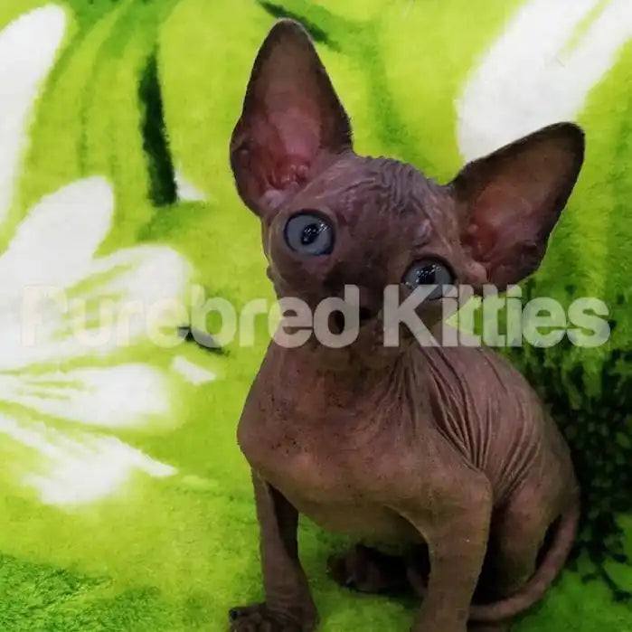 Pumpkin Male Sphynx Kitten | 3 Months Old | Available for