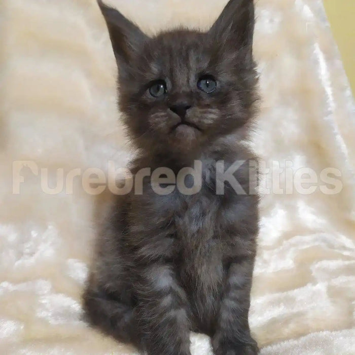 Remi Male Maine Coon Kitten | 3 Month Old | Available for